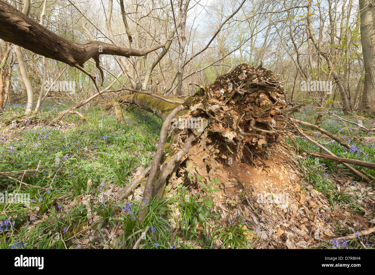 Albero di castagno soffiata oltre in uragano del 1987 ha germogliato di nuovo albero verticale la crescita tronchi dal gambo principale ora giace a terra Foto Stock