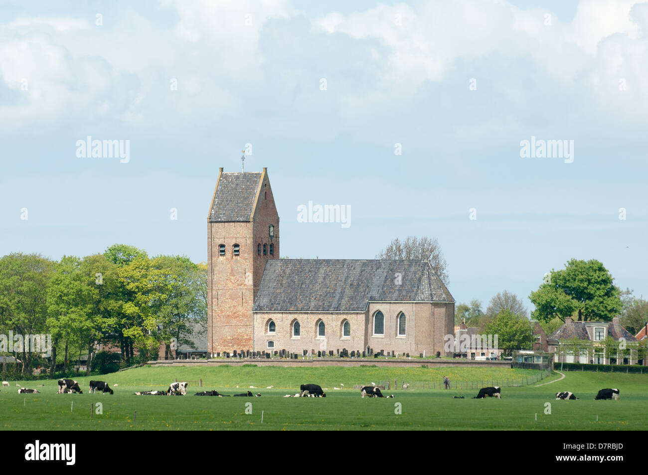 Vecchia chiesa in wanswerd friesland con mucche Foto Stock