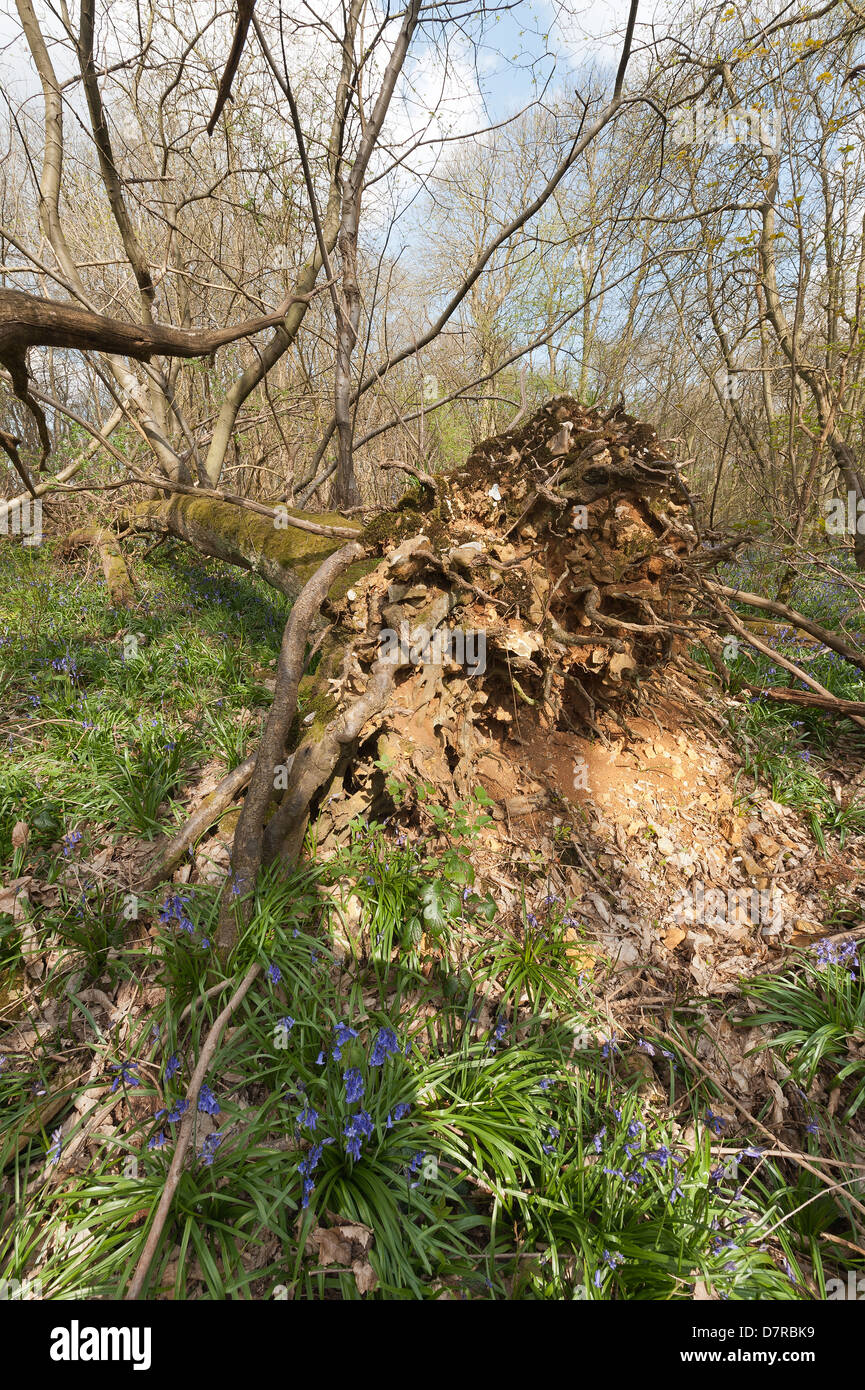Albero di castagno soffiata oltre in uragano del 1987 ha germogliato di nuovo albero verticale la crescita tronchi dal gambo principale ora giace a terra Foto Stock