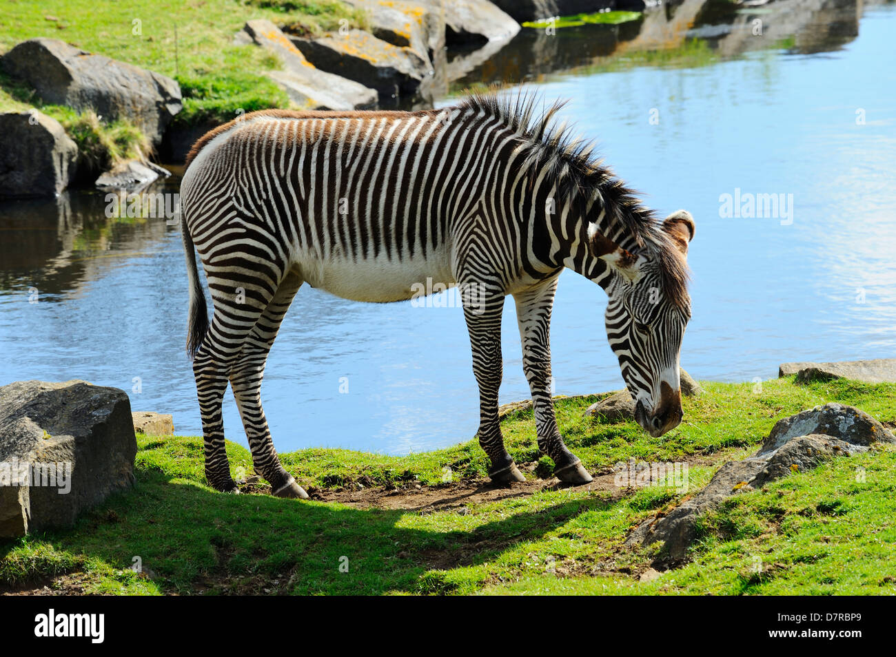 Di Grevy Zebra (Equus grevyi) in lo Zoo di Edimburgo, Scozia Foto Stock