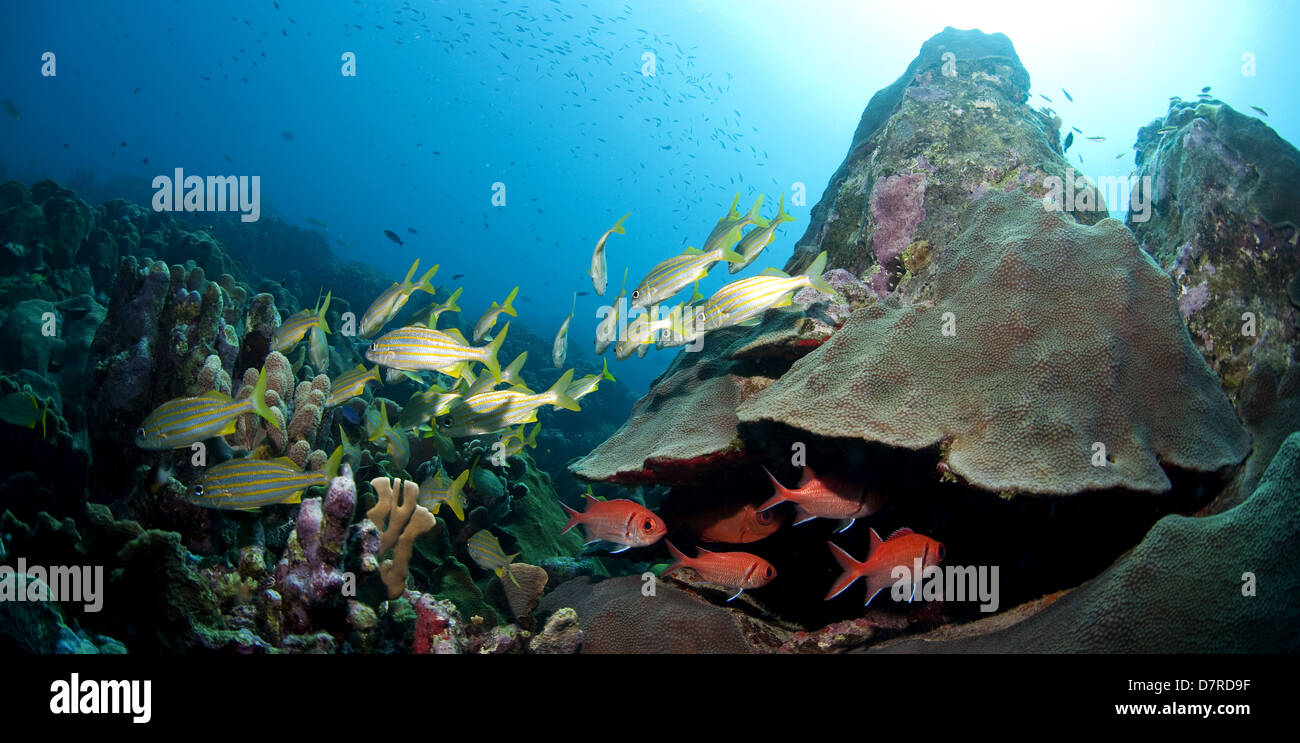Scuba Diver nei Caraibi Foto Stock