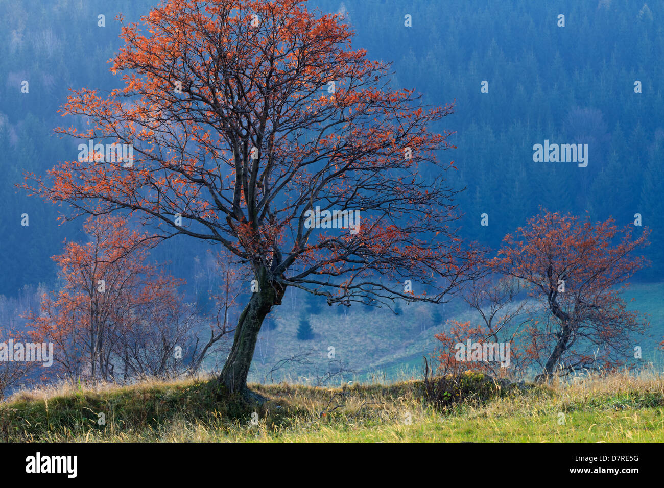 Autunno paesaggio di montagna con Stefano-tree Foto Stock