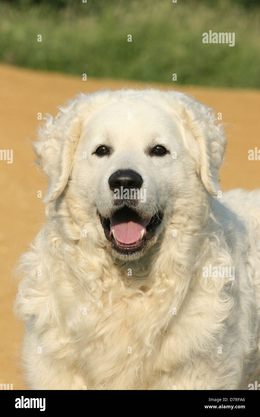 Ritratto di Kuvasz Foto Stock