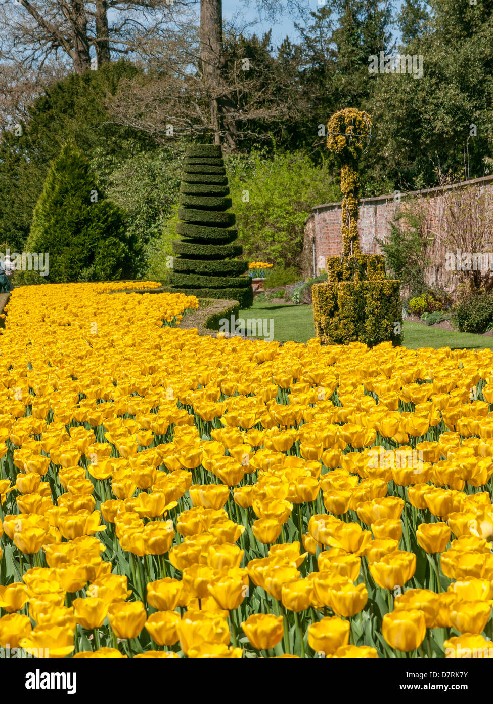 Tulipani nel giardino lungo, Cliveden House, proprietà del National Trust, Bucks, Regno Unito Foto Stock