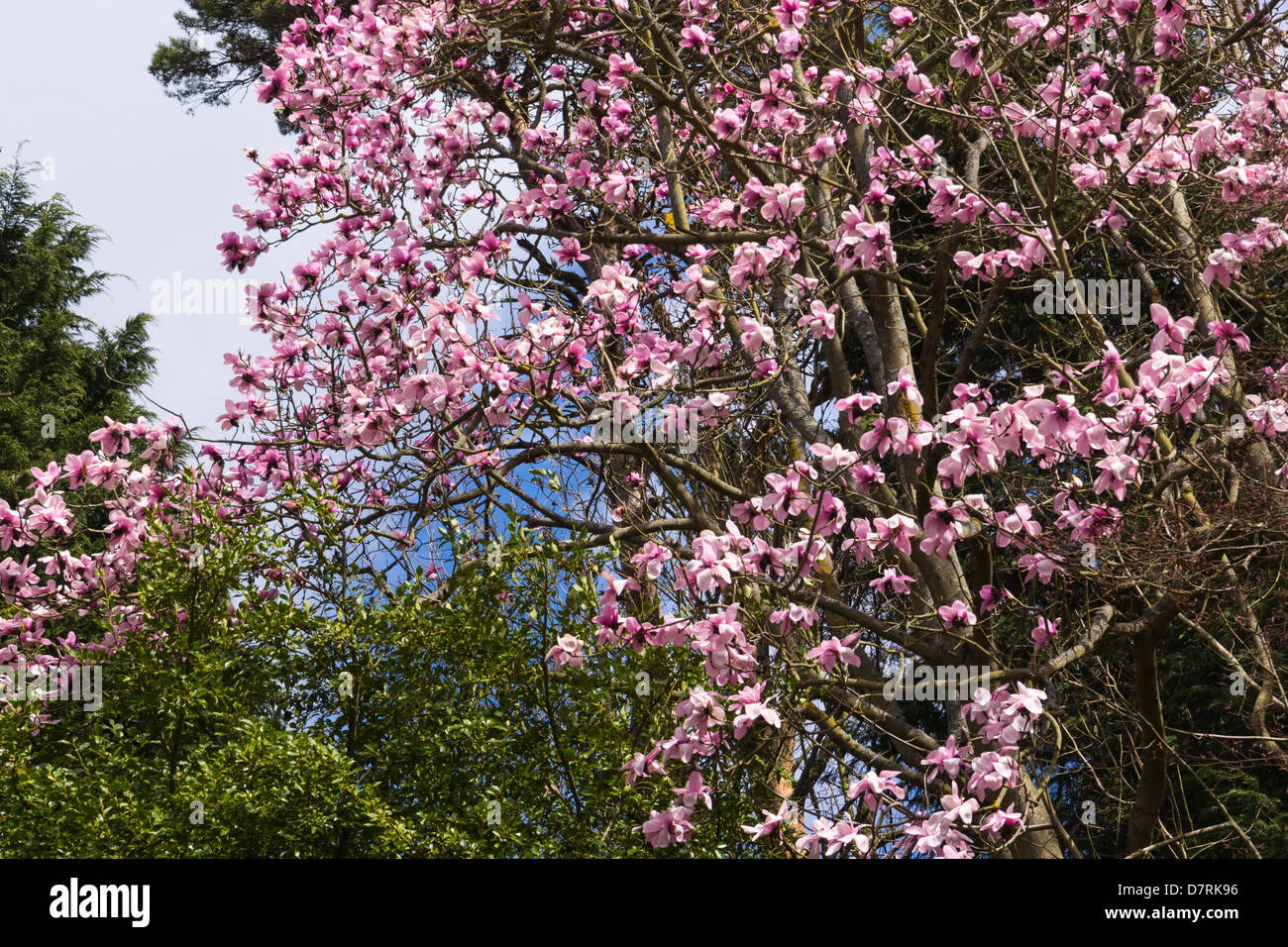 Magnolie in fiore a Howick Hall Giardini in Northumberland Foto Stock