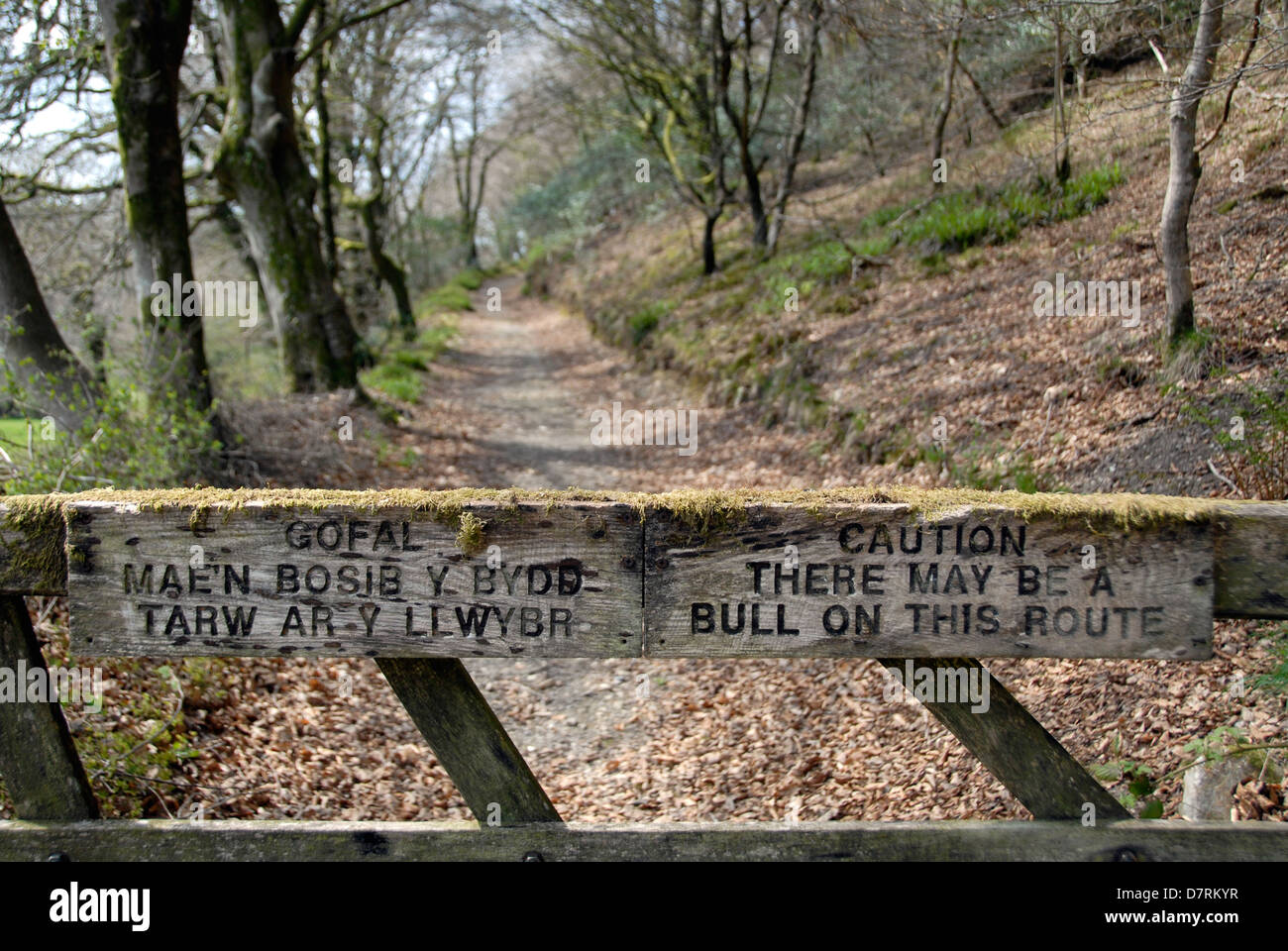 Fate attenzione al segno di Bull, anche sulla scritta in gallese, su un cancello in zone rurali del Galles. Regno Unito Foto Stock