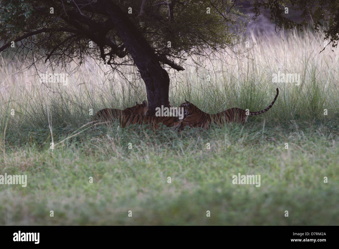 Madre Tigre dando formazione al suo Lupetti nella giungla Foto Stock