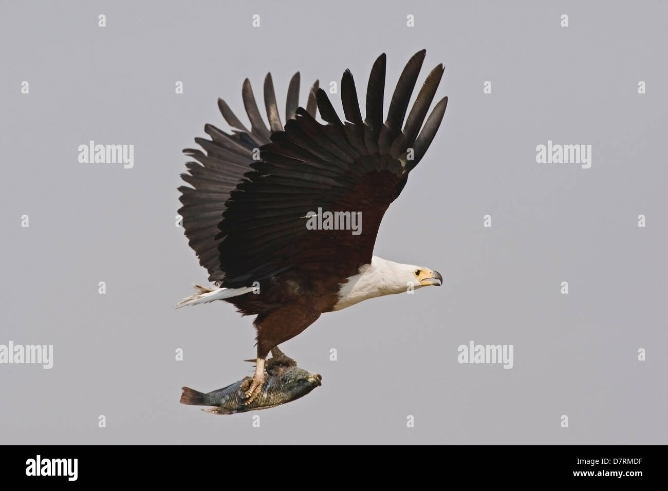 African fish eagle Foto Stock