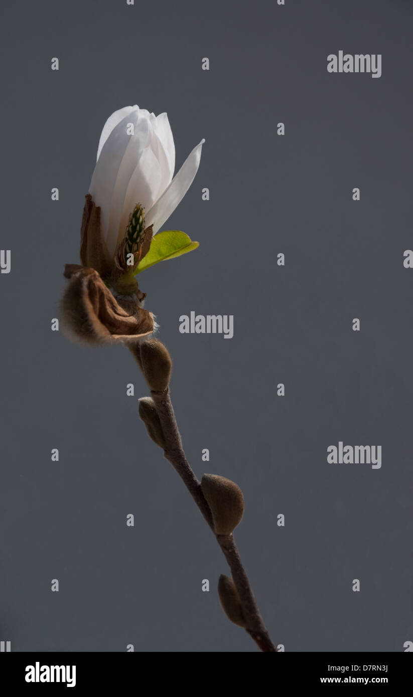Bianco magnolia bud su grigio. Foto Stock
