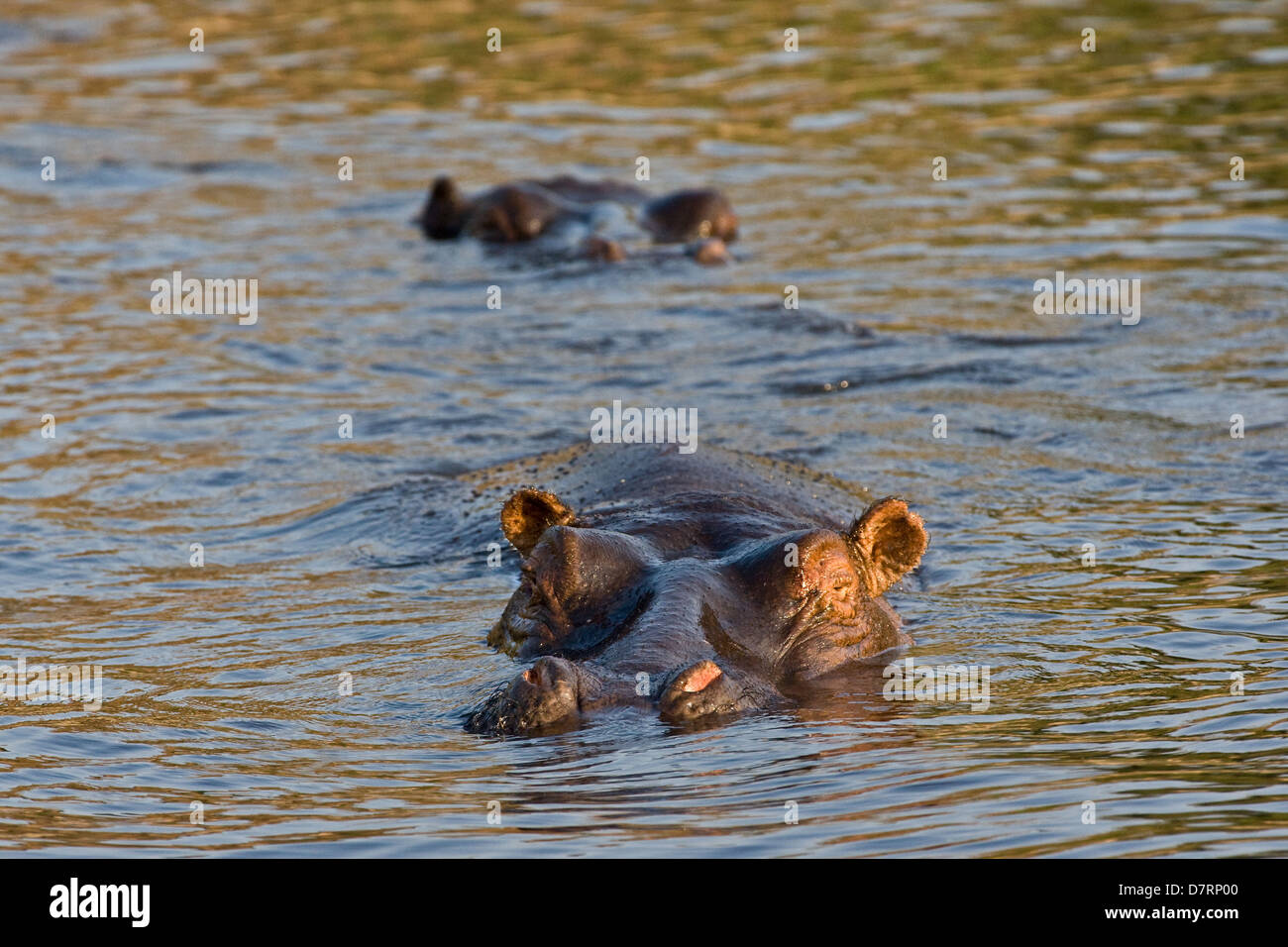 ippopotamo Foto Stock