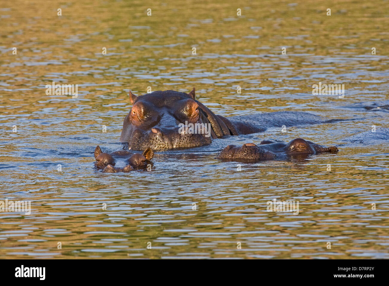 ippopotamo Foto Stock