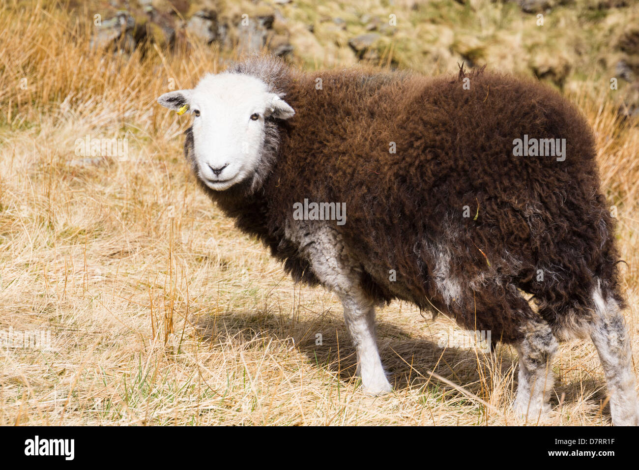 Pecore Herdwick alimentazione nella valle del Coledale Beck nel distretto del lago. Foto Stock