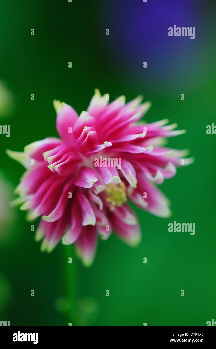 Un aquilegia o nonna cofano, un giardino cottage flower Foto Stock