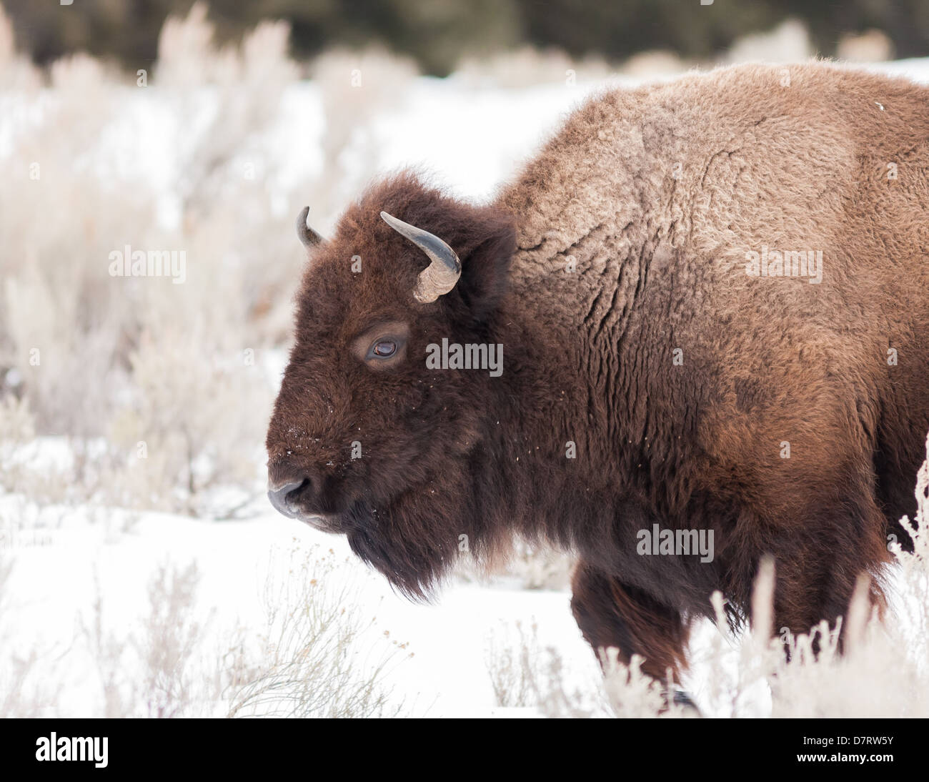 Bison durante l'inverno a Yellowstone Foto Stock