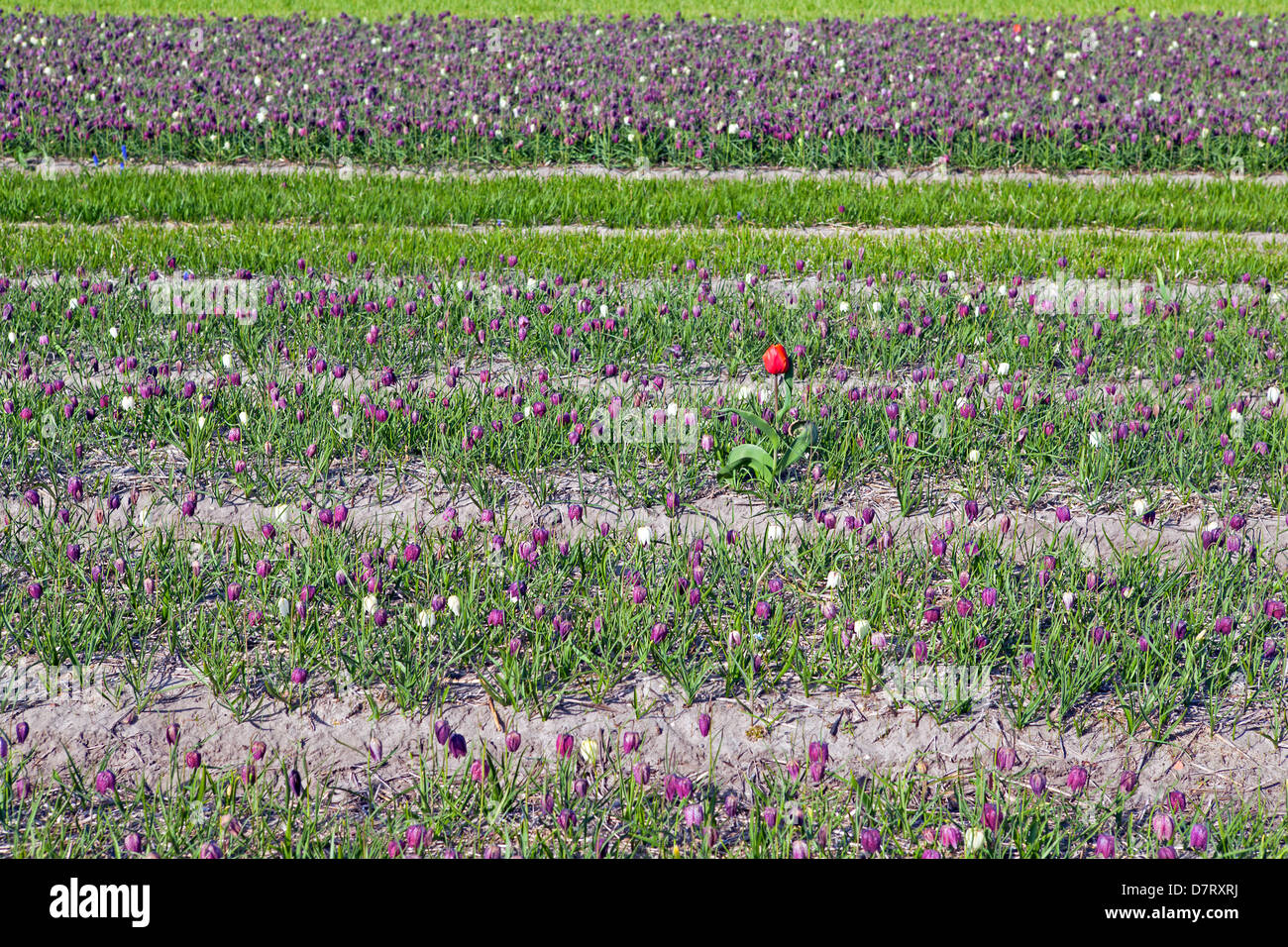 Campo con molti Fritillaria meleagris, fiori di snake head fritillary (snake in testa) e uno tulip Foto Stock