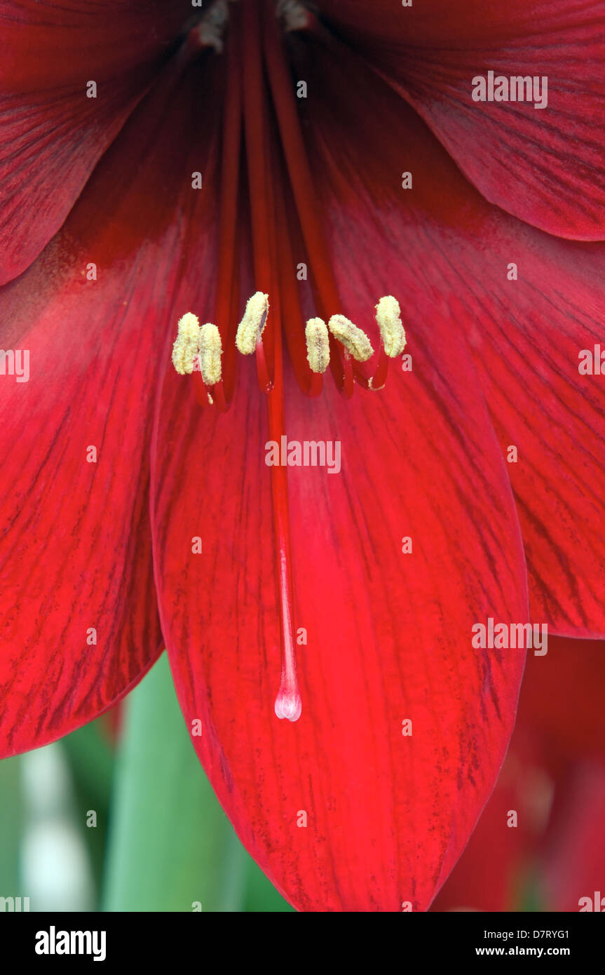 La macro o il dettaglio di un'Azalea rossa fiore con stami e antere all'interno di petali Foto Stock