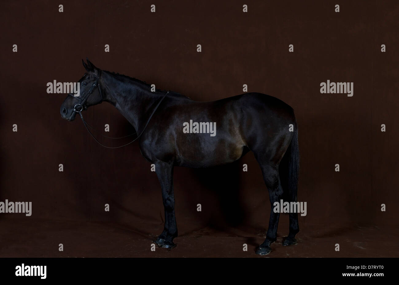 Cavallo nero bareback con briglia Foto Stock