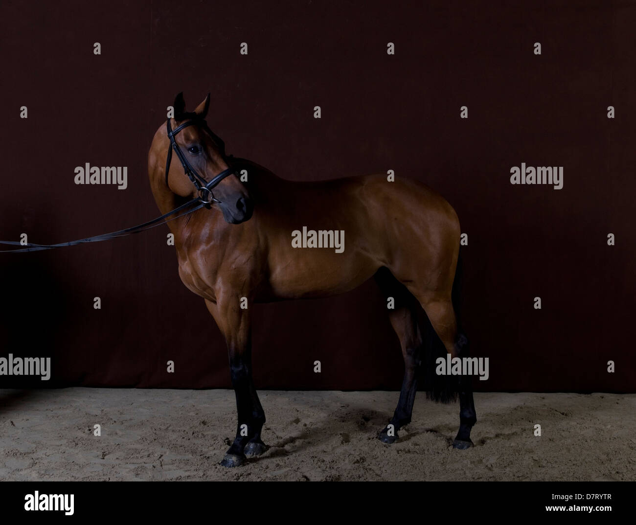 Bay Horse bareback con briglia Foto Stock