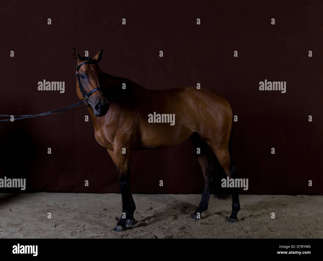 Bay Horse bareback con briglia Foto Stock
