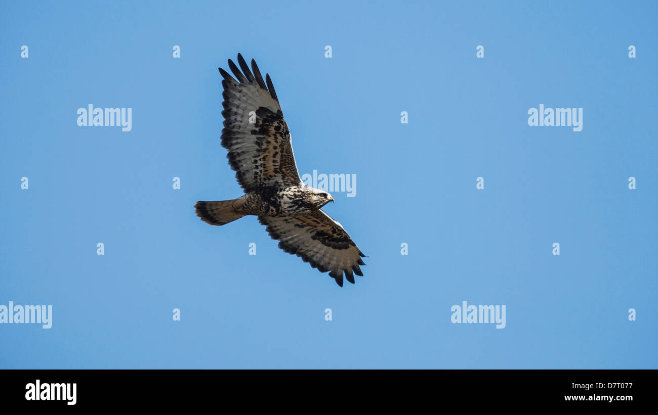 Una ruvida zampe Hawk (Buteo lagopus) in volo. Foto Stock