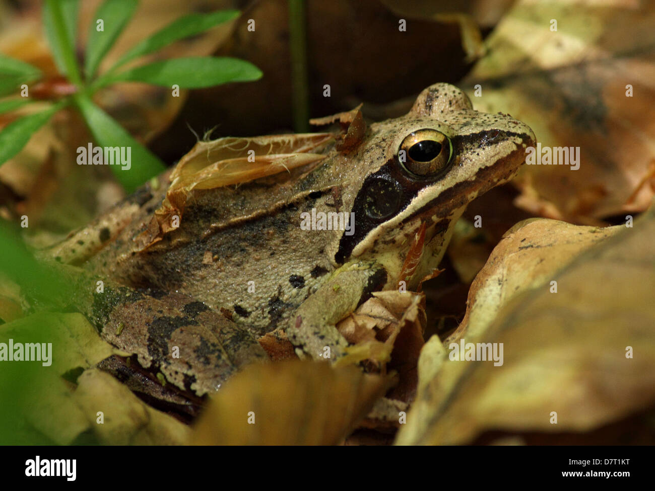 Close up di rana nascosto nelle foglie Foto Stock