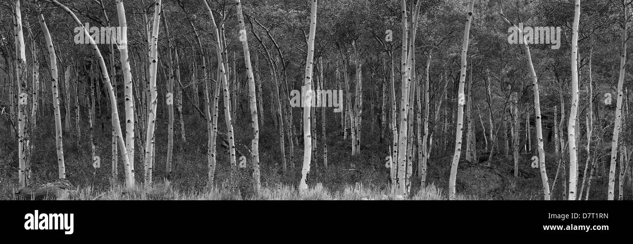 Aspen alberi su la Beartooth Highway in bianco e nero Foto Stock