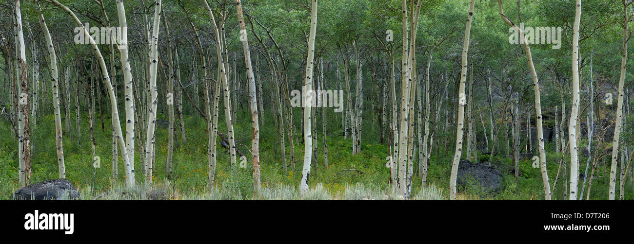 Aspen alberi su la Beartooth Highway Foto Stock