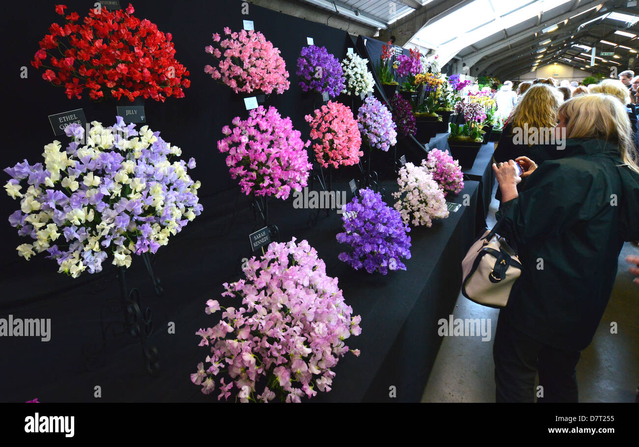 Donna che sta per scattare foto del display di Sweetpeas a Harrogate Spring Flower Show Yorkshire Foto Stock