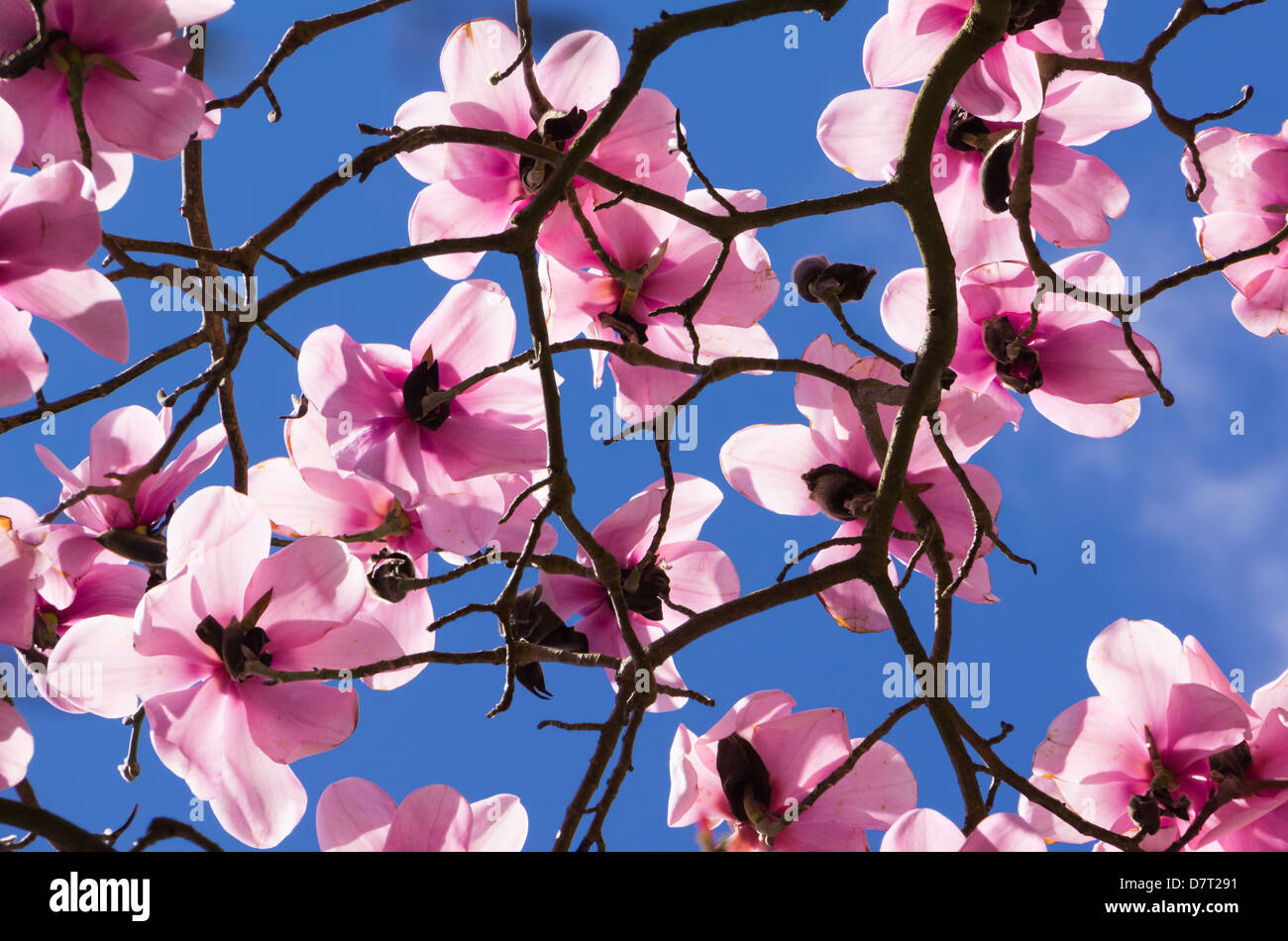 Magnolie in fiore a Howick Hall Giardini in Northumberland Foto Stock