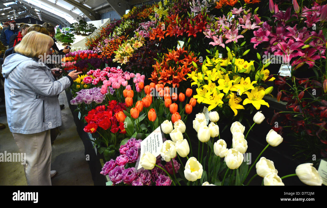 Una donna che guarda il display di tulipani e gigli di a Harrogate Spring Flower Show Yorkshire Foto Stock