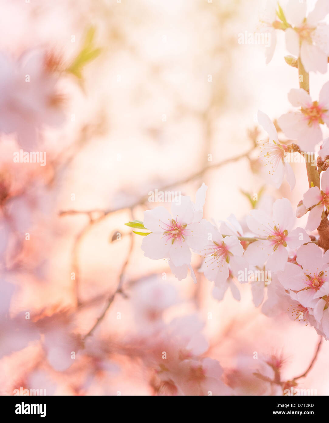 Molla albero in fiore e sognanti sfondo soleggiato, belle foto d'arte stile, poco bianco fiori sul ramo di albero su sunset Foto Stock