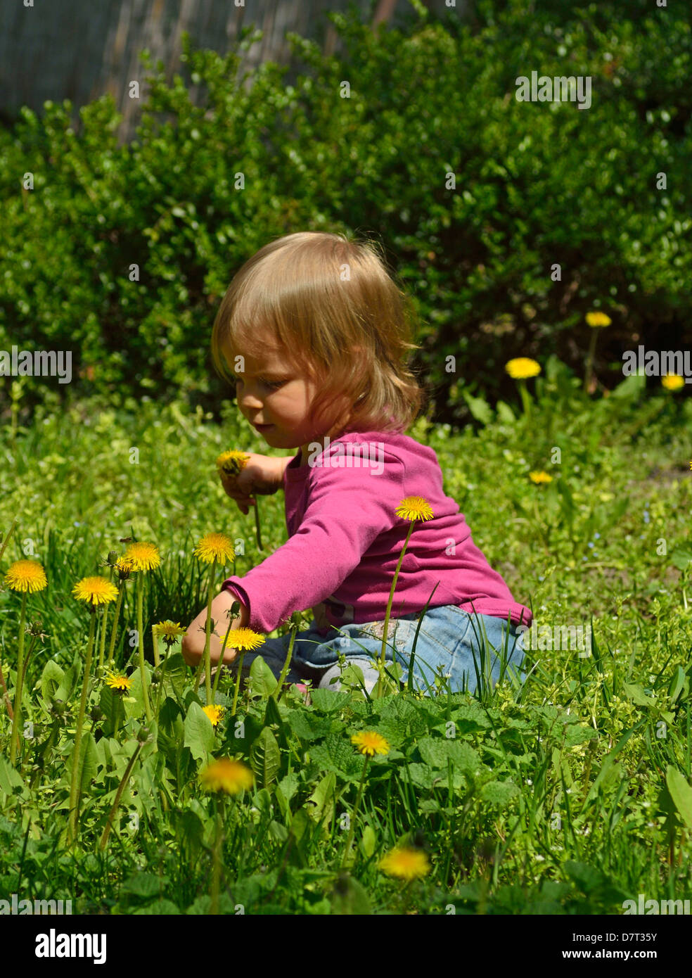 Bambina il prelievo di tarassaco in un soleggiato parco Foto Stock