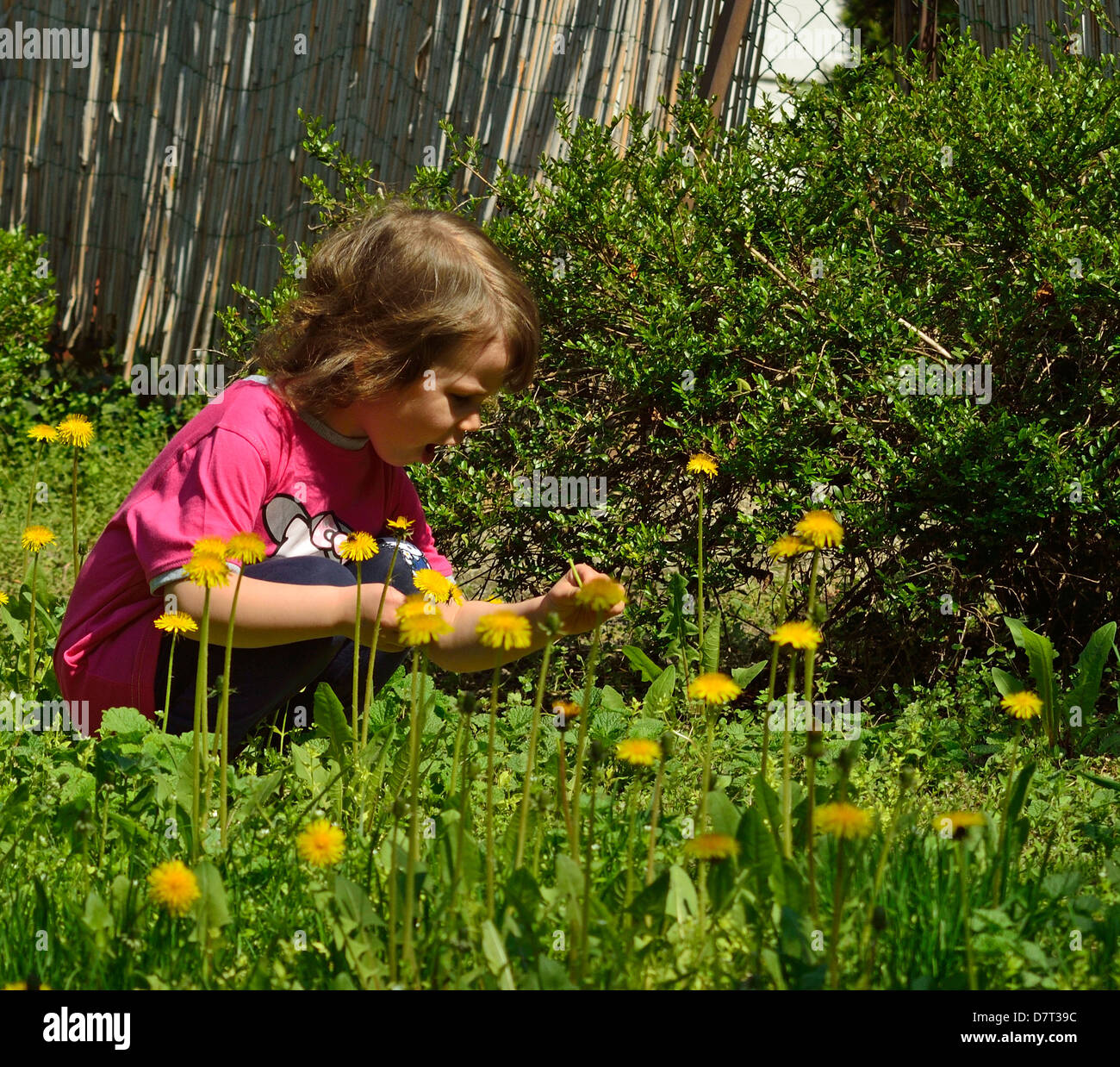 Bambina il prelievo di tarassaco in un soleggiato parco Foto Stock
