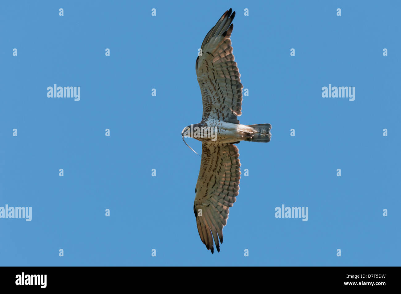 Short-toed eagle (Circaetus gallicus) con snake preda in volo Foto Stock