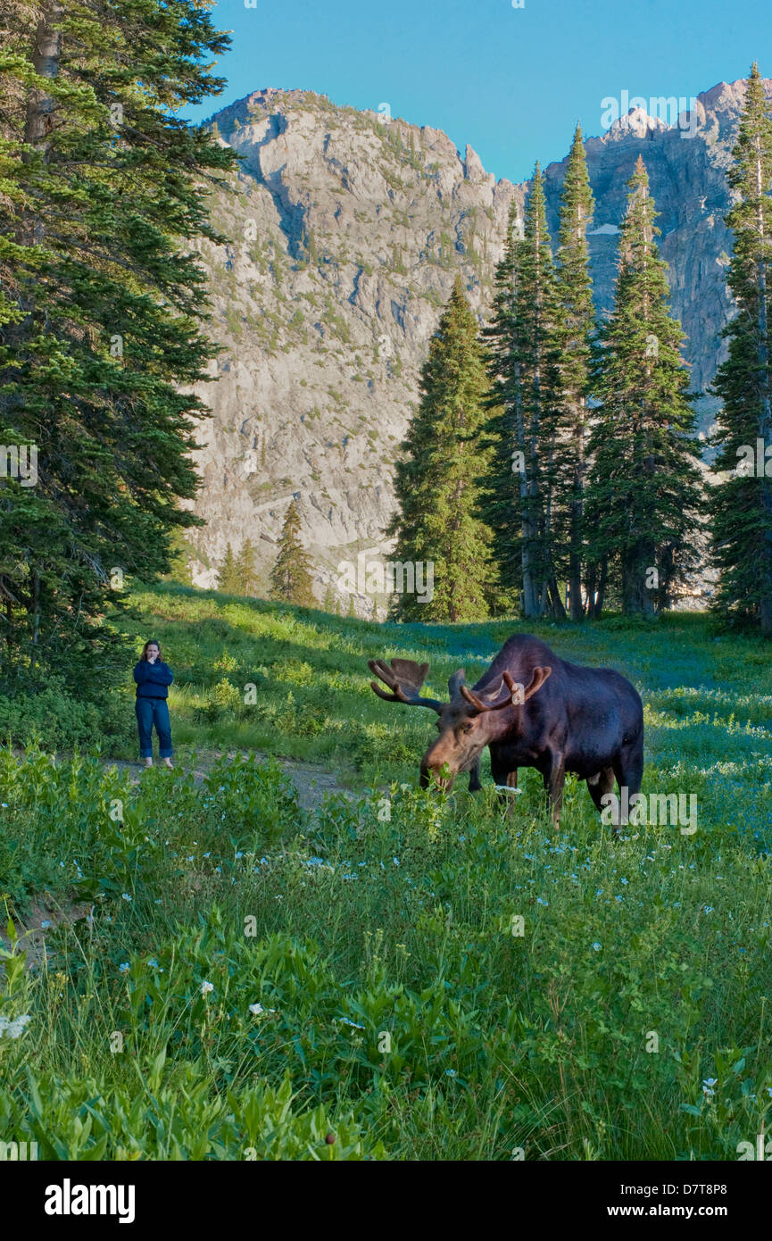 La donna guarda Bull alci, Albion bacino, Alta, Utah, Uinta-Wasatch-Cache National Forest vicino a Salt Lake City, Utah Foto Stock