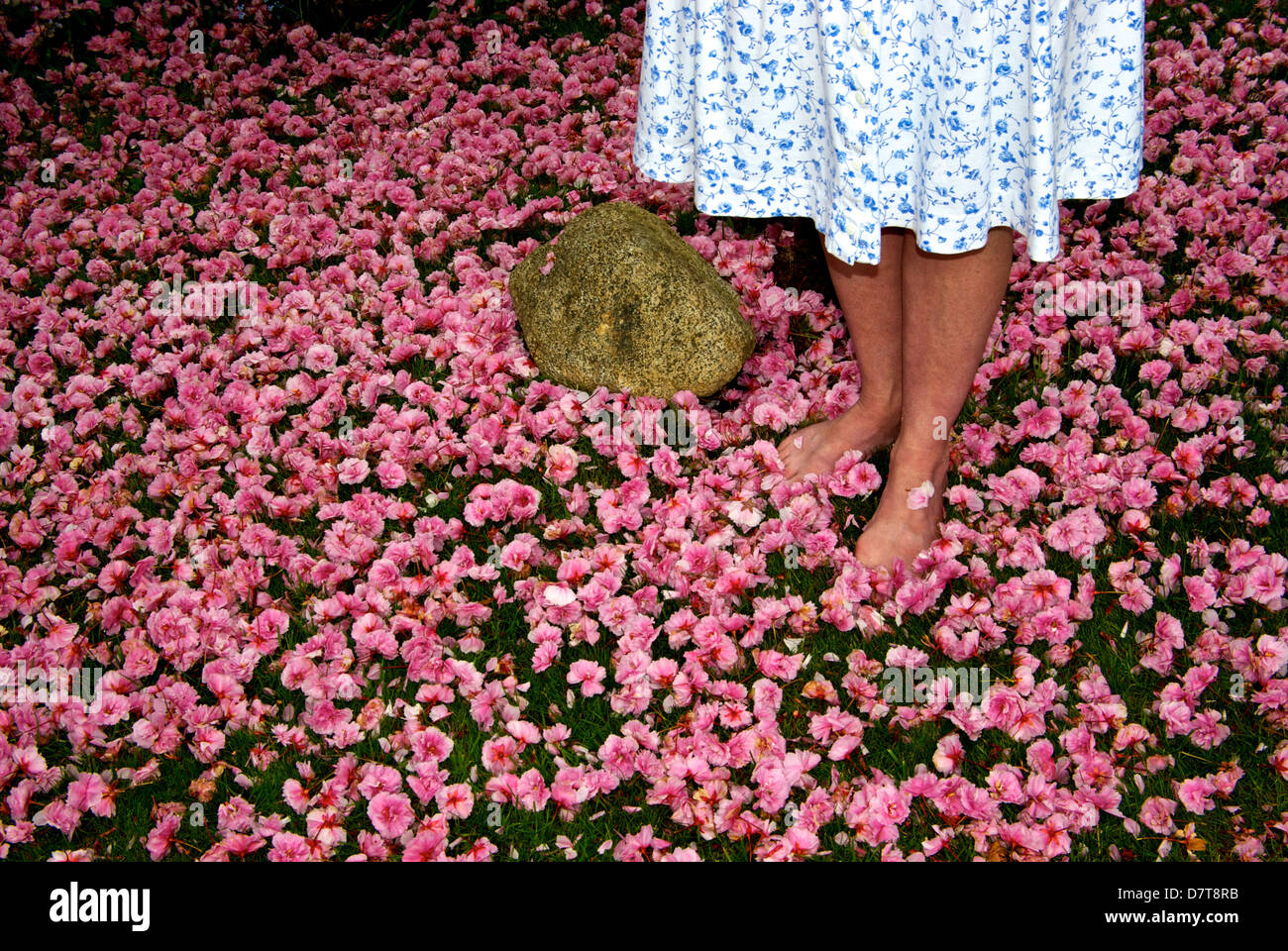 A piedi nudi donna in piedi su un tappeto di caduti giapponese di rosa fiori di ciliegio Foto Stock