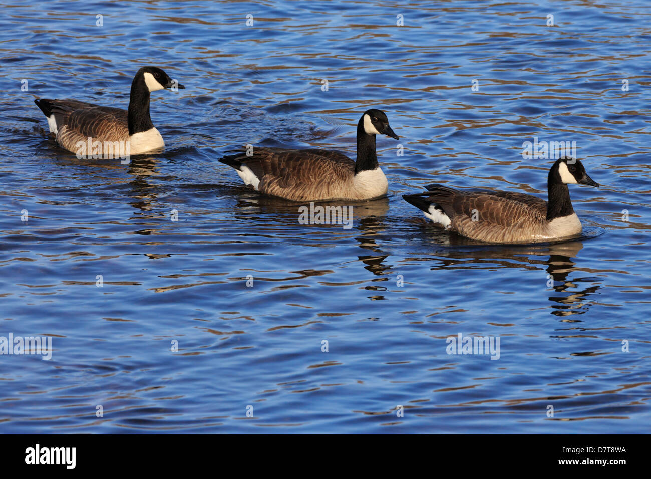 Tre oche canadesi sul fiume Mississippi, Minnesota, Stati Uniti. Foto Stock