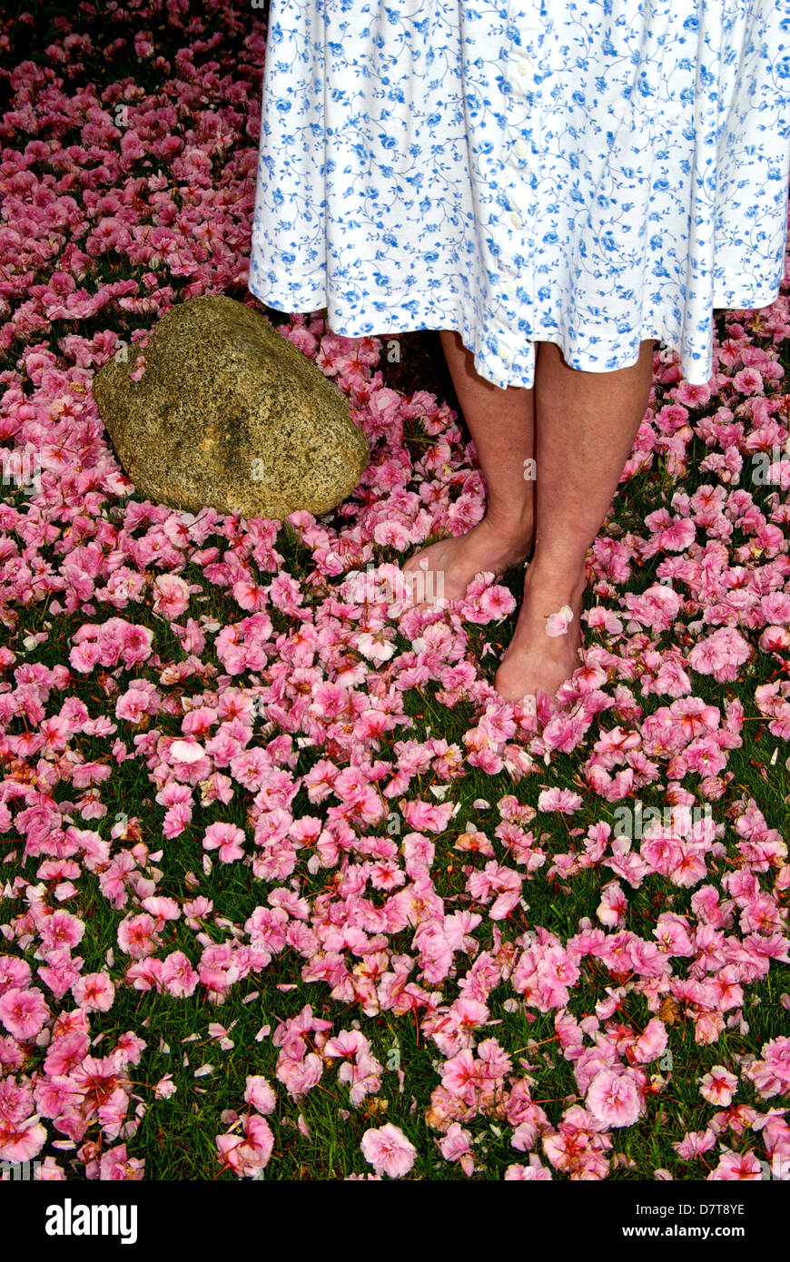 A piedi nudi donna in piedi su un tappeto di caduti giapponese di rosa fiori di ciliegio Foto Stock
