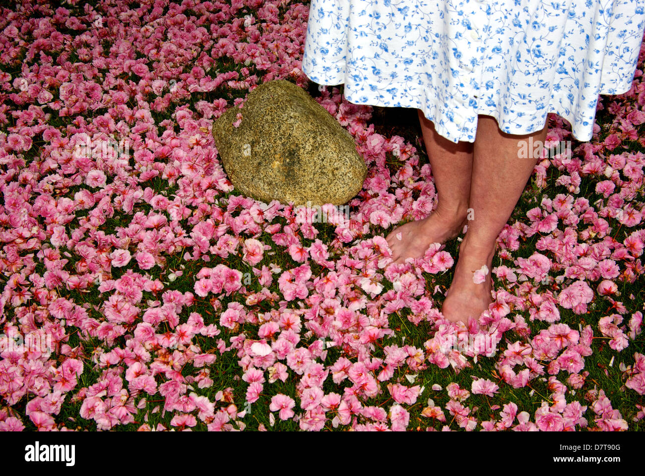 A piedi nudi donna in piedi su un tappeto di caduti giapponese di rosa fiori di ciliegio Foto Stock