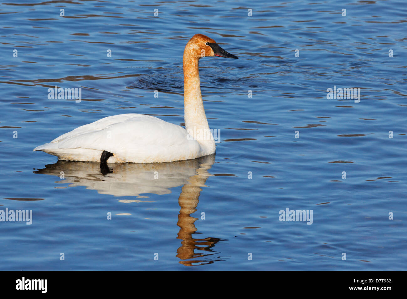 Trumpeter Swan galleggiante sul blu del fiume Mississippi. Foto Stock