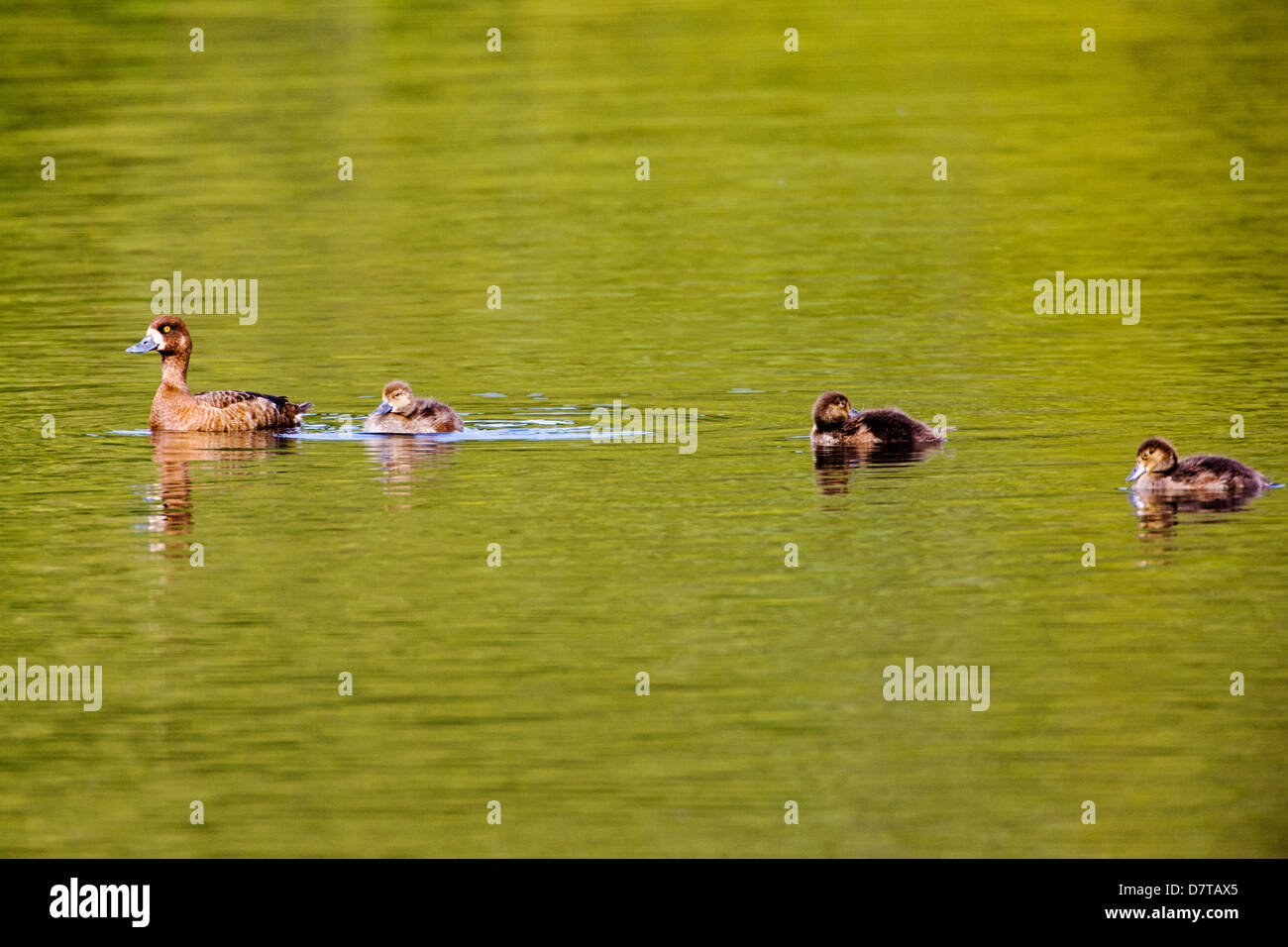 Maggiore Scaup Gallina con pulcini, Aythya marila, Bluebill, su un lago tundra nella sezione occidentale del Parco Nazionale di Denali, Alaska Foto Stock