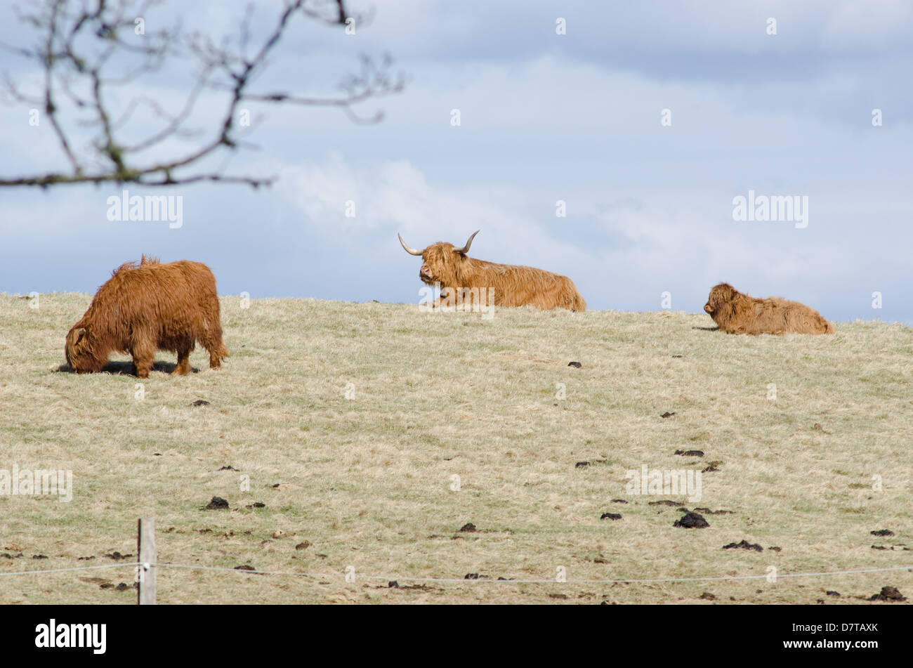 Highland bovini di razza scozzese di capi di bestiame con lunghe corna Foto Stock