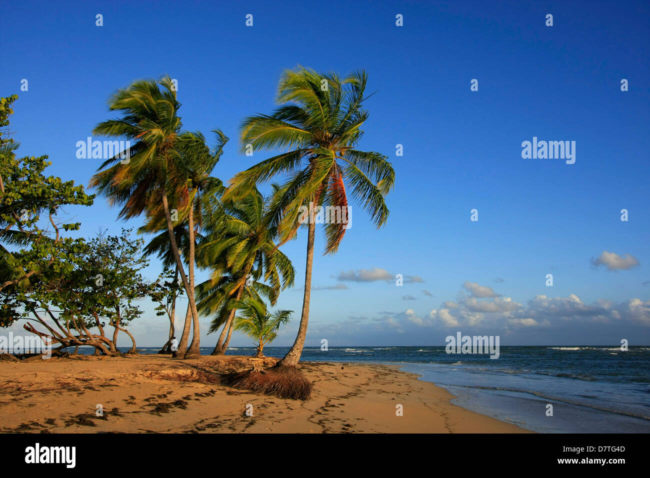 Las Terrenas spiaggia, penisola di Samana, Repubblica Dominicana Foto Stock
