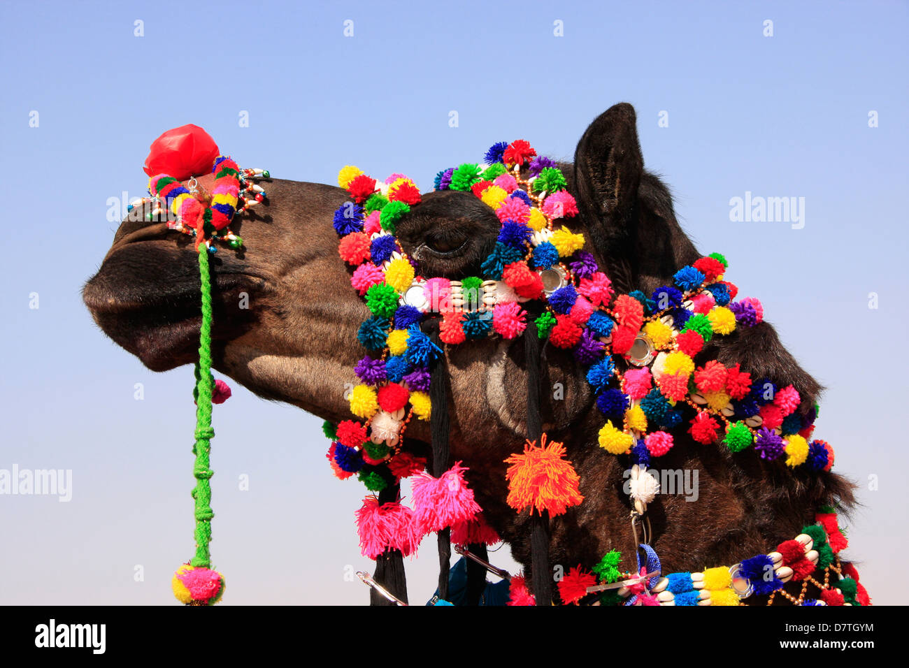 Ritratto di decorate di cammello, di Jaisalmer, Rajasthan, India Foto Stock