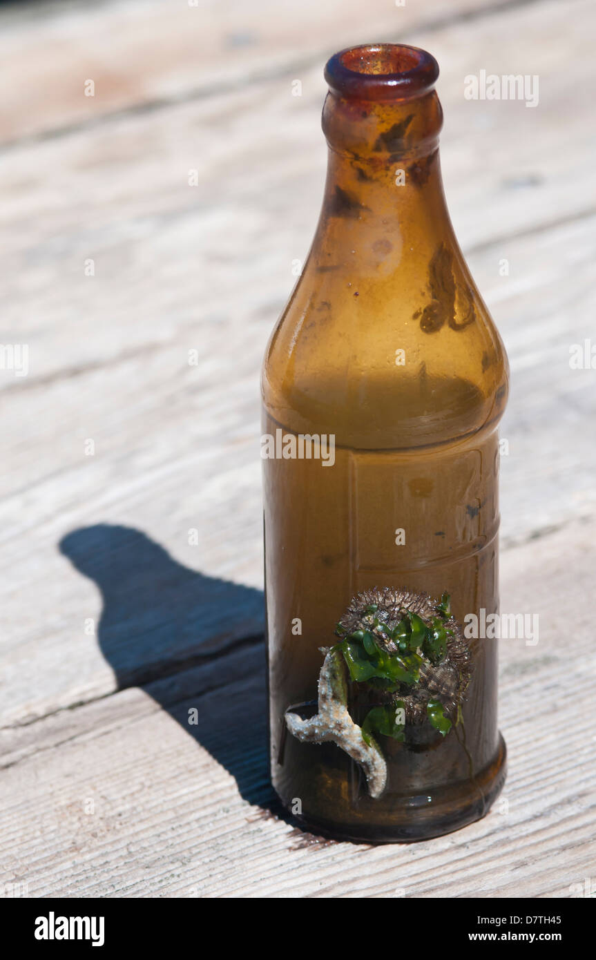 Stati Uniti d'America, WA, Puget Sound. Scartato bottiglia di birra diventa habitat per la vita marina. Foto Stock