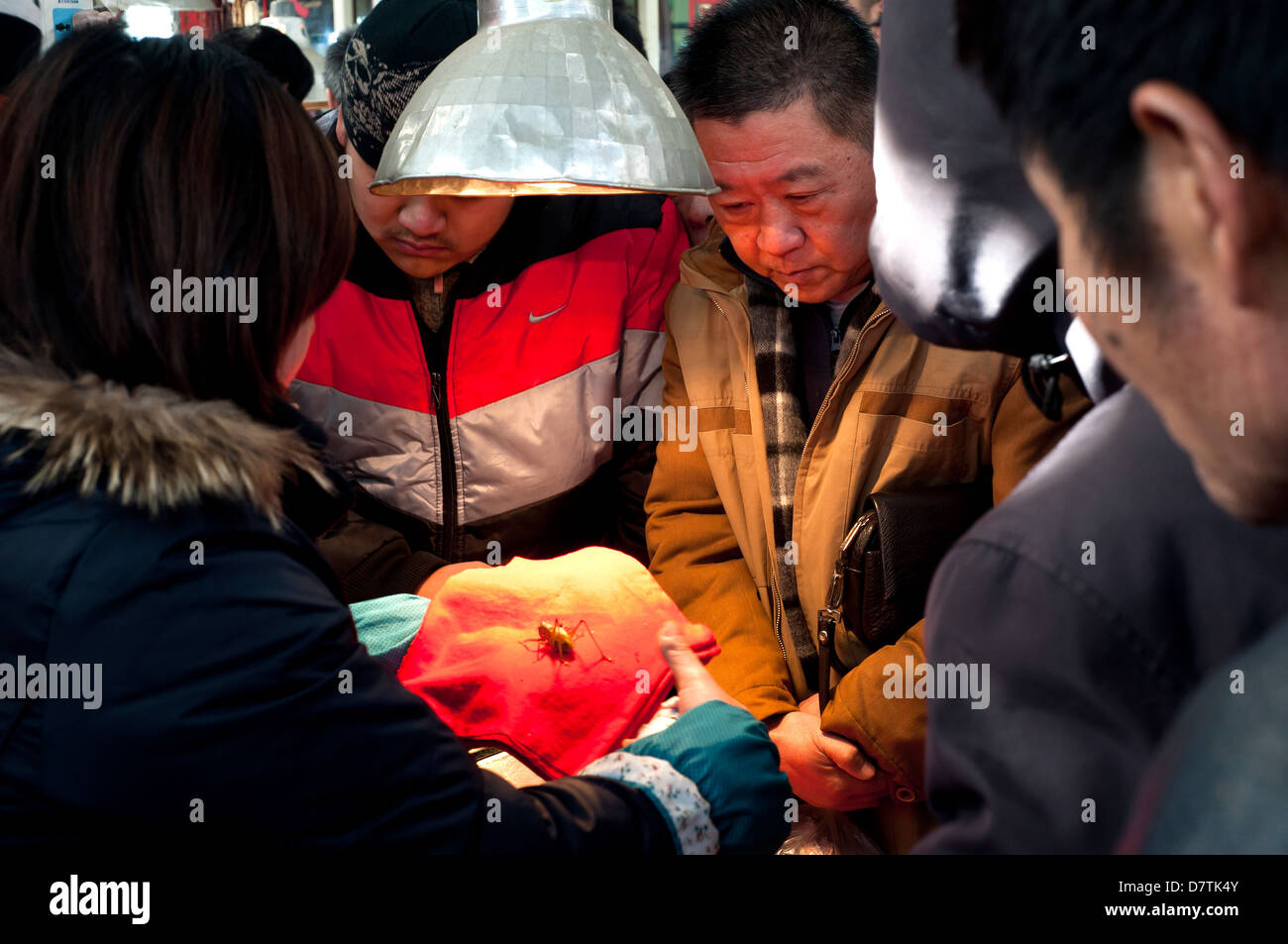Cricket apprezzamento a Shanghai il mercato di insetto Foto Stock