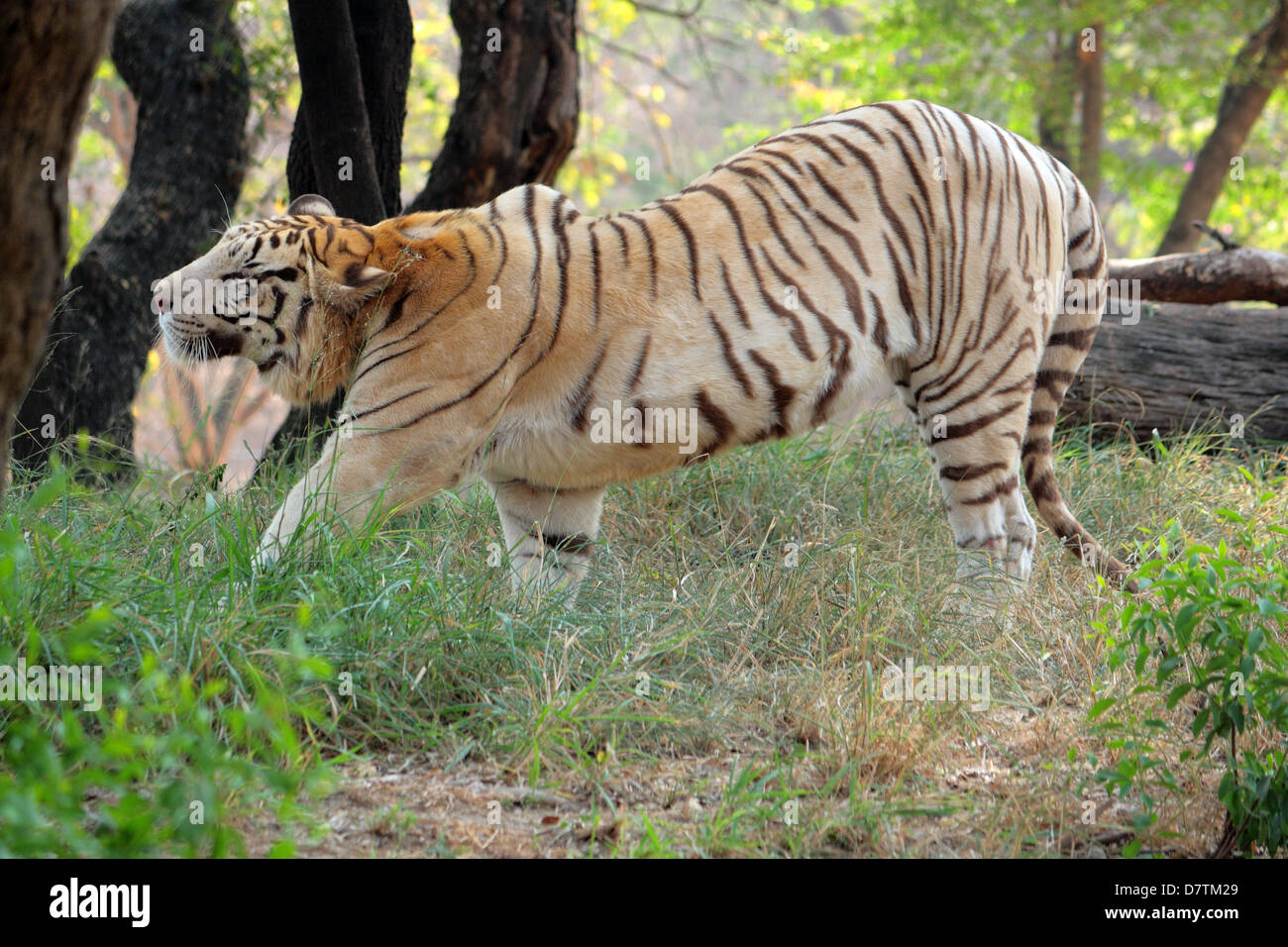 Indian tigre bianca Foto Stock