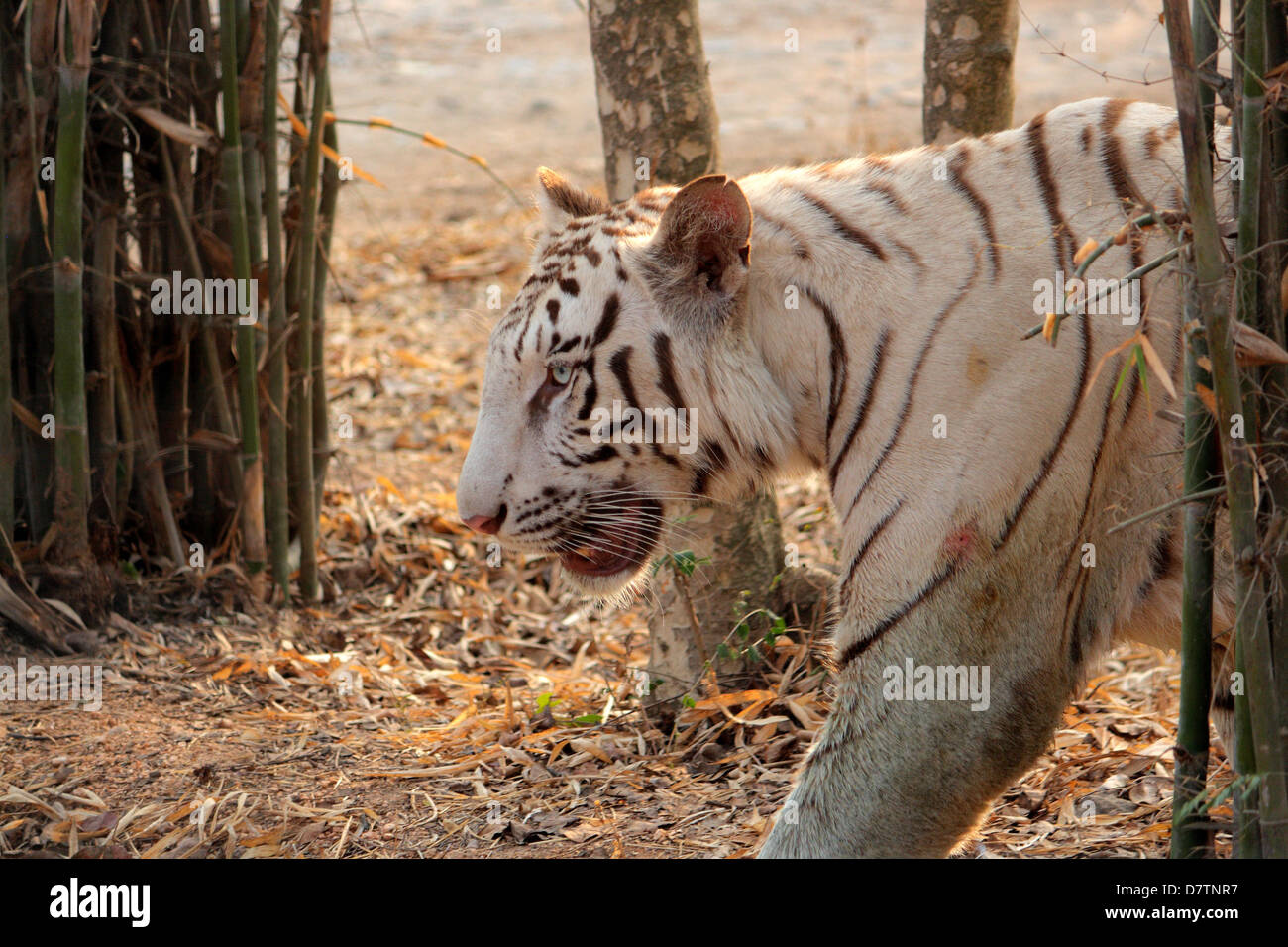 Bianco tigre indiana Foto Stock