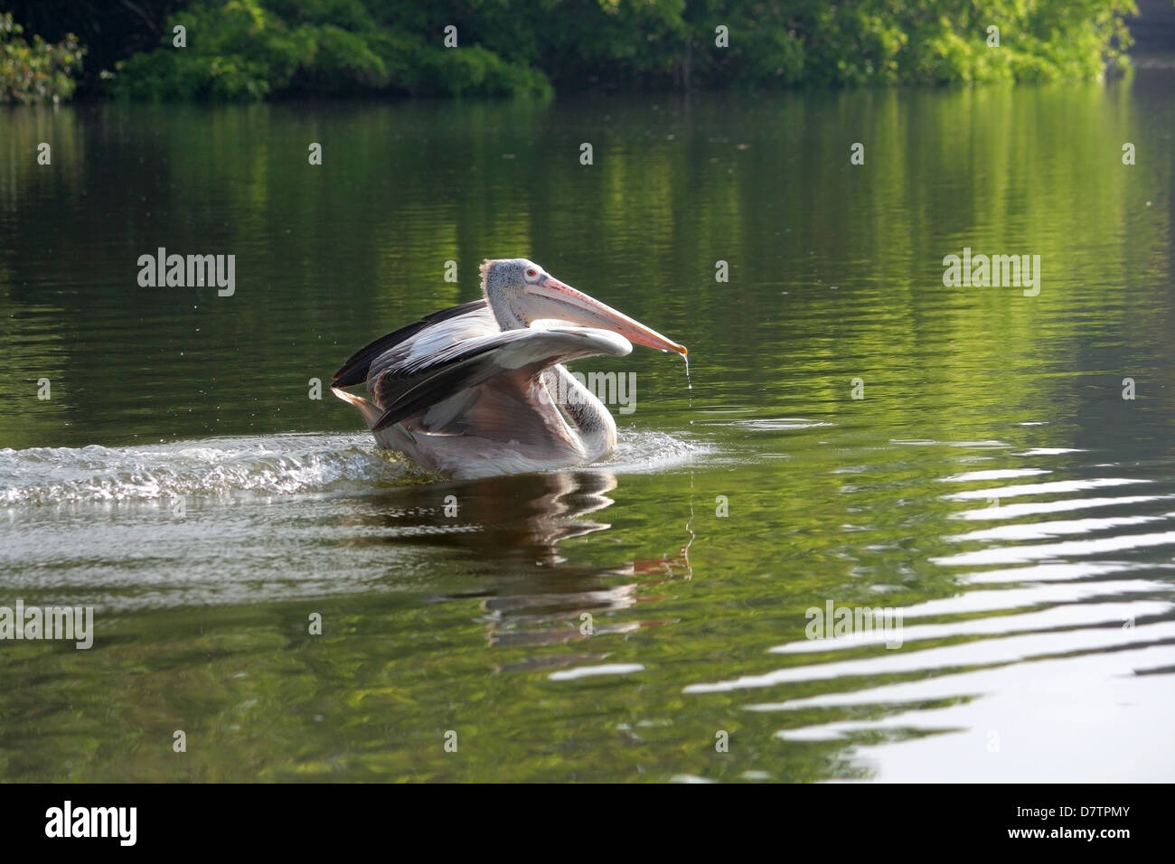 Pellicano grigio, Ranganthittu Bird Sanctuary, Karnataka, India Foto Stock