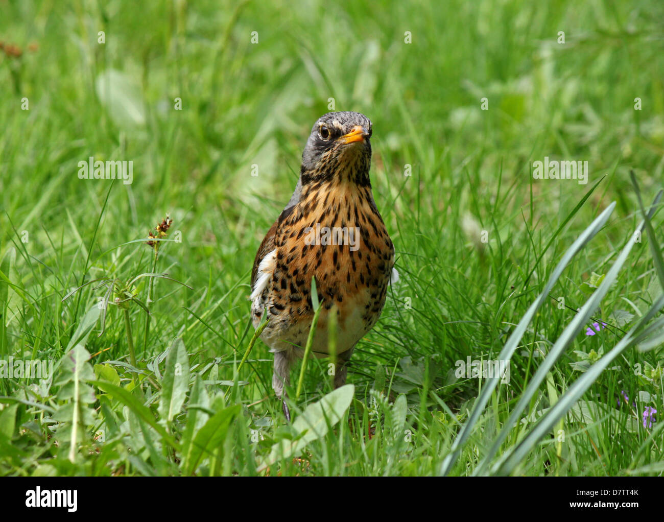 Thush seduto in erba verde Foto Stock